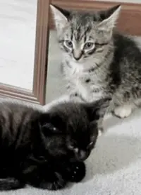 《纪录片：萌宠记》：融化你的心！毛茸茸的小可爱们，治愈一切不开心！